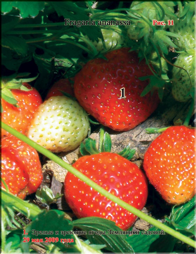 Земляника садовая (клубника), Fragaria ananassa