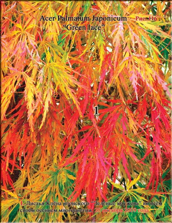 Клён японский (Acer Palmatum Japonicum)