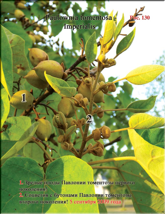 Павлония томентоза Имперская (Paulownia tomentosa – Imperialis)