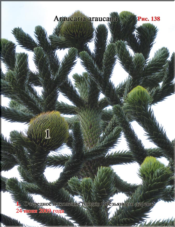 Араукария чилийская (Araucaria araucana) – Обезьянье дерево