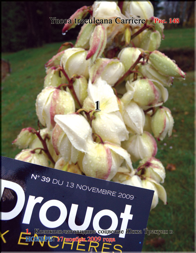 Пальма Юкка Трекуля (Yucca treculeana Carriere)