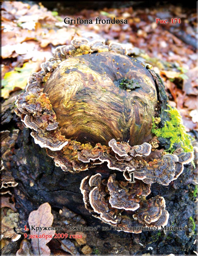Грибница Майтаке (Grifona frondosa)