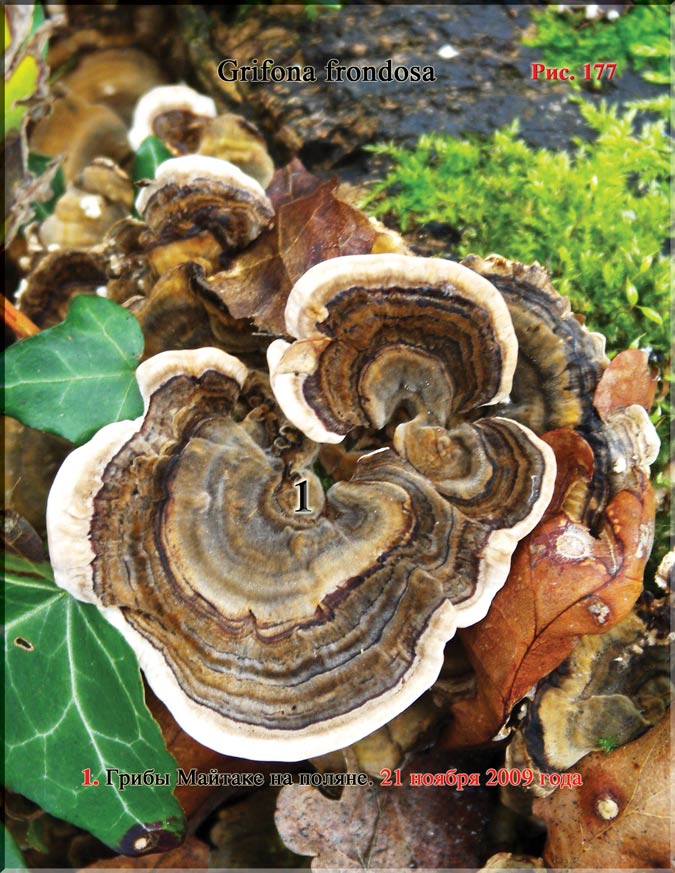 Грибы Майтаке (Grifona frondosa)