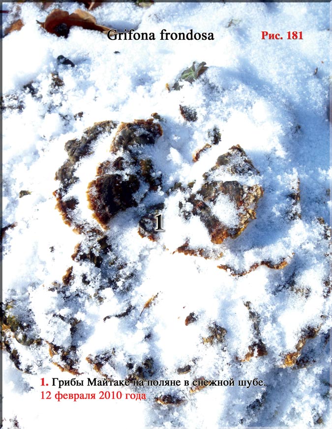 Грибы Майтаке (Grifona frondosa)