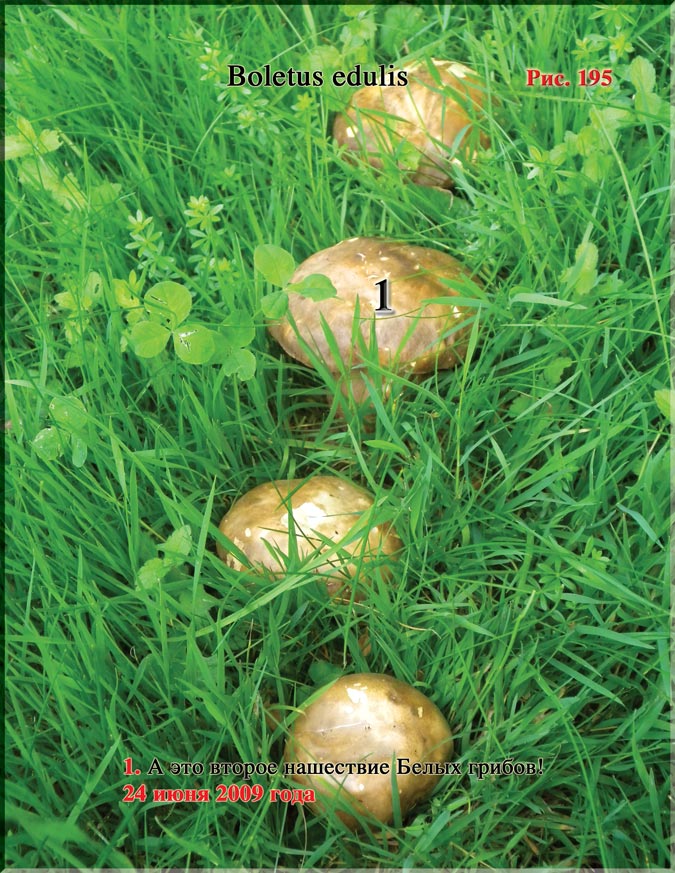 Белые грибы (Boletus edulis)