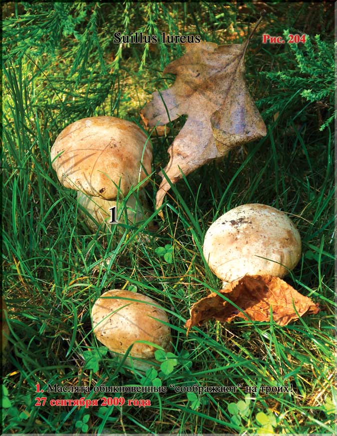 Маслята обыкновенные (Suillus lureus)
