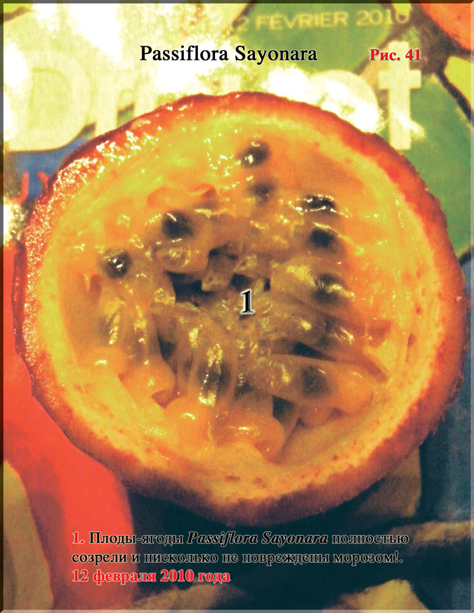 Passiflora Sayonara