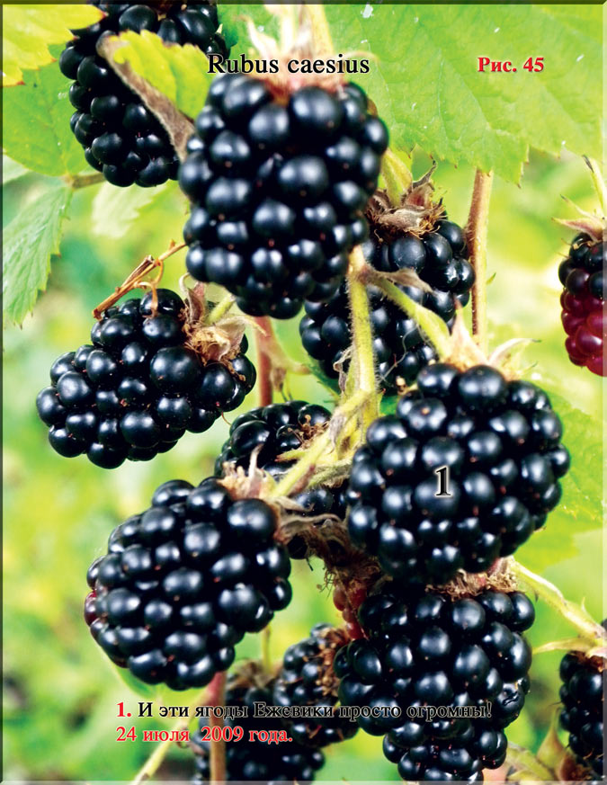 Ежевика (Rubus caesius)