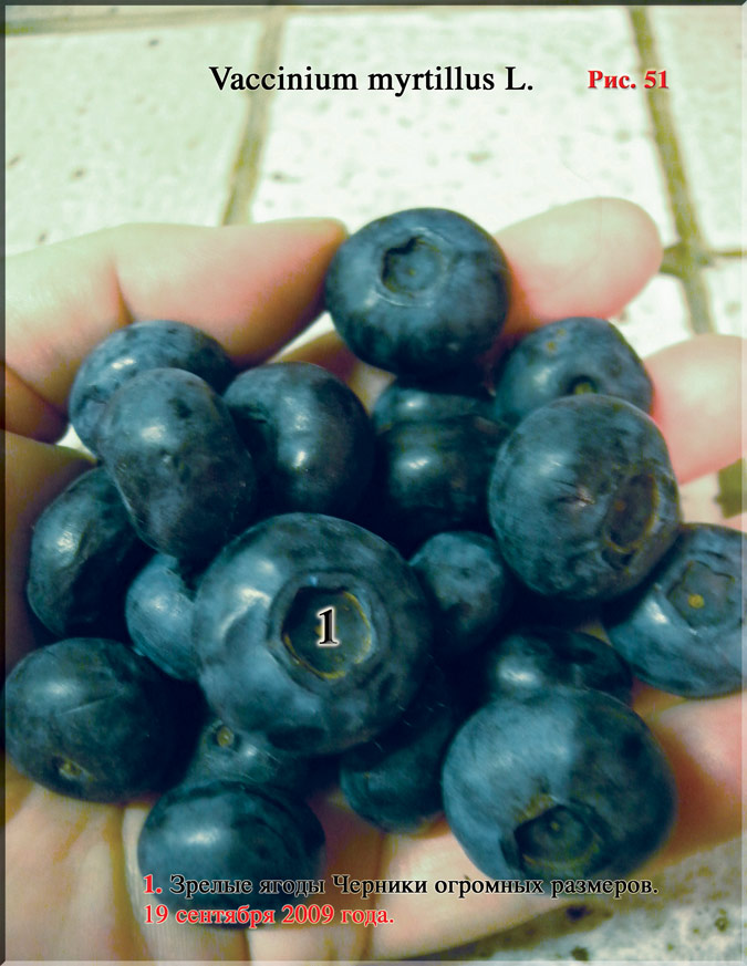 Черника (Vaccinium myrtillus L.)