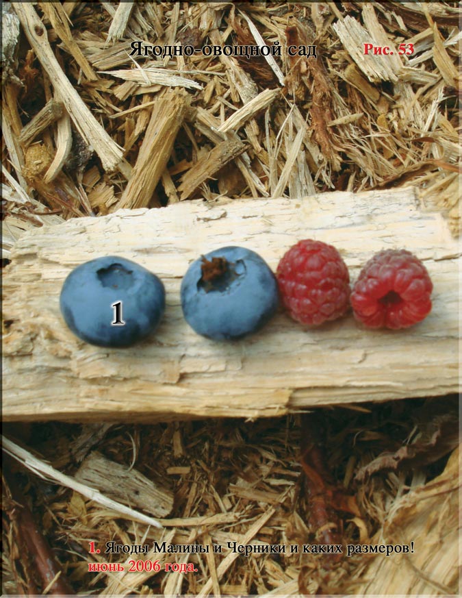Малина (Rubus daeus) и Черника (Vaccinium myrtillus L.)