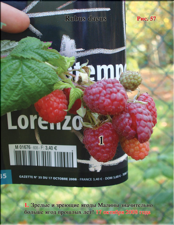 Малина (Rubus daeus)