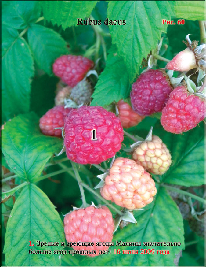Малина (Rubus daeus)