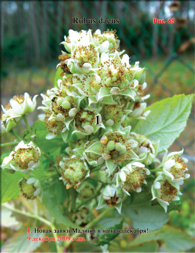 Малина (Rubus daeus)