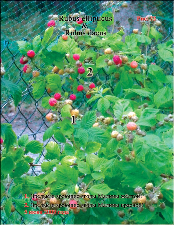 Малина жёлтая (Rubus ellipticus) и Малина красная (Rubus daeus)