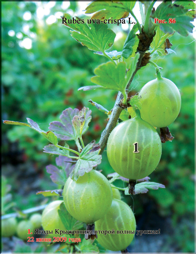 Крыжовник (Rubes uva-crispa L.)