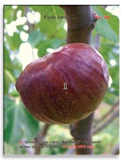 Плоды сорта «Кровавый» на ветках Фигового дерева (Ficus carica L.)