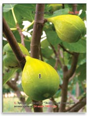 Созревшие плоды сорта «Золотистый» на ветках Фигового дерева (Ficus carica L.)