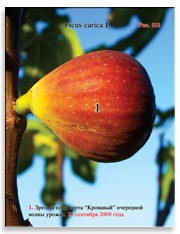 Плоды сорта «Кровавый» на ветках Фигового дерева (Ficus carica L.)