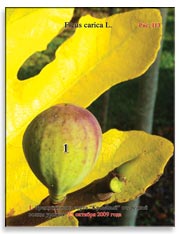 Плоды сорта «Кровавый» на ветках Фигового дерева (Ficus carica L.)