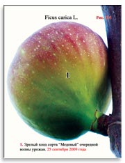 Плоды сорта «Медовый» на ветках Фигового дерева (Ficus carica L.)