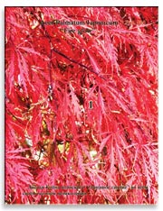 Клён японский (Acer Palmatum Japonicum)