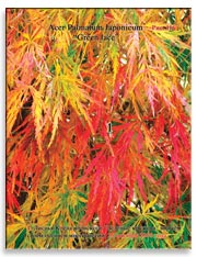 Клён японский (Acer Palmatum Japonicum)