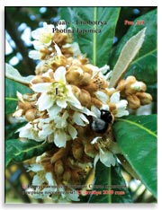 Слива японская (Photina Japonica)