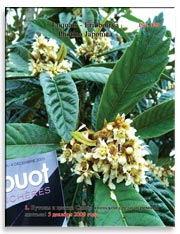 Слива японская (Photina Japonica)