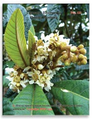 Слива японская (Photina Japonica)