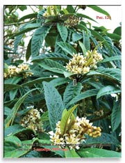 Слива японская (Photina Japonica)