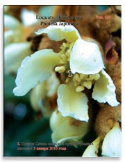 Слива японская (Photina Japonica)