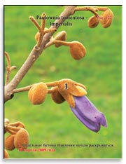 Павлония томентоза Имперская (Paulownia tomentosa – Imperialis)