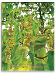 Павлония томентоза Имперская (Paulownia tomentosa – Imperialis)