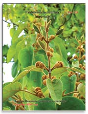 Павлония томентоза Имперская (Paulownia tomentosa – Imperialis)