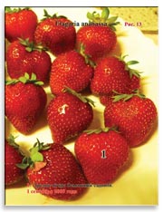 Земляника садовая (клубника), Fragaria ananassa