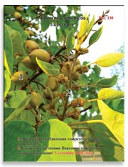 Павлония томентоза Имперская (Paulownia tomentosa – Imperialis)