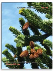 Араукария чилийская (Araucaria araucana) – Обезьянье дерево