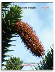 Араукария чилийская (Araucaria araucana) – Обезьянье дерево