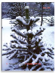 Араукария чилийская (Araucaria araucana) – Обезьянье дерево в снегу