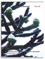 Араукария чилийская (Araucaria araucana) – Обезьянье дерево