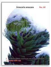 Араукария чилийская (Araucaria araucana) – Обезьянье дерево в снегу