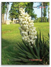 Пальма Юкка Трекуля (Yucca treculeana Carriere)
