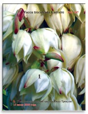 Пальма Юкка Трекуля (Yucca treculeana Carriere)