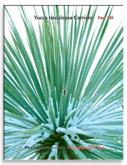 Пальма Юкка Трекуля (Yucca treculeana Carriere)