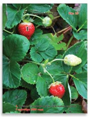 Земляника садовая (клубника), Fragaria ananassa