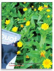 Календула (Calendula suffruticosa)