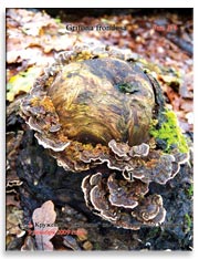 Грибница Майтаке (Grifona frondosa)