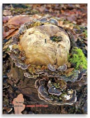 Грибница Майтаке (Grifona frondosa)