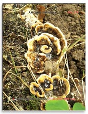 Грибы Майтаке (Grifona frondosa)