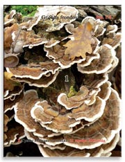 Грибы Майтаке (Grifona frondosa)